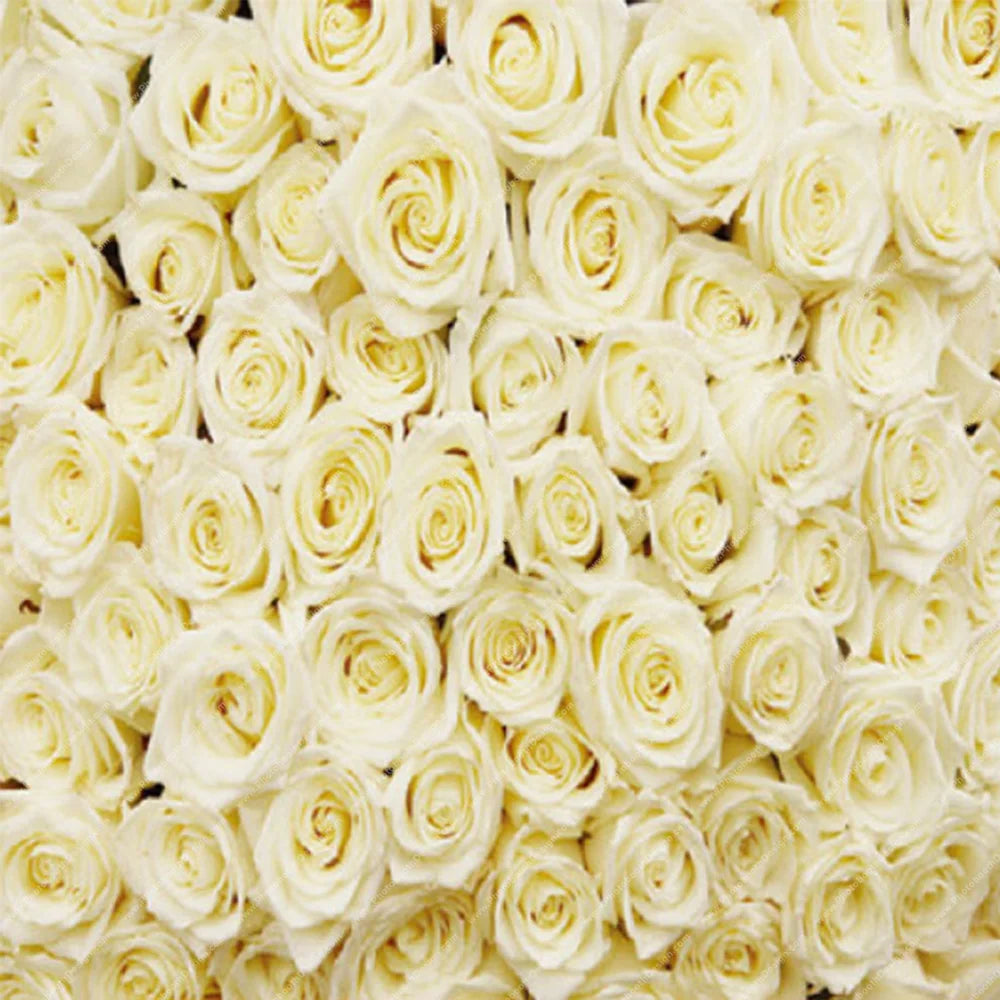 Ivory Rose Wall – Pillow Cover Backdrop