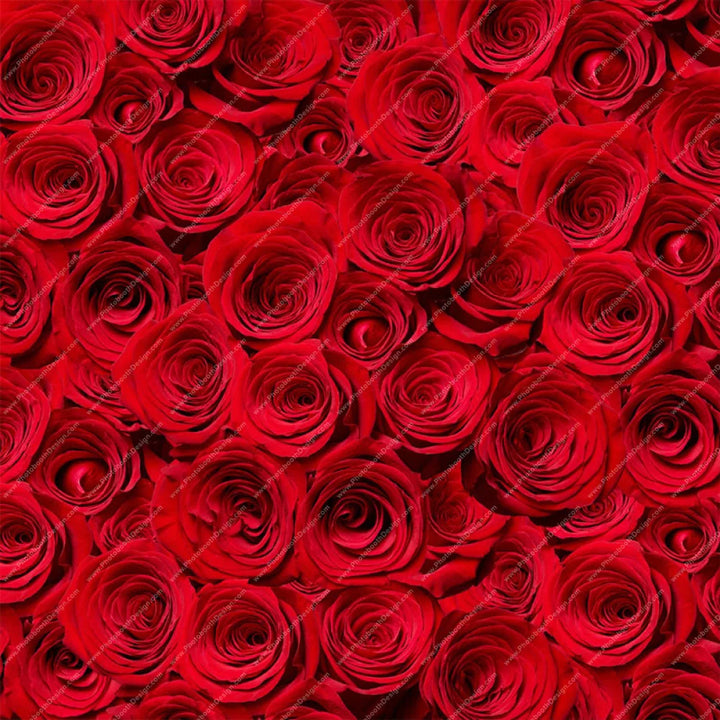 Large Red Roses - Pillow Cover Backdrop Backdrops