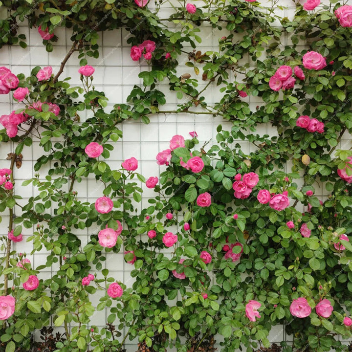 Rose Blossoms On Wall - Pillow Cover Backdrop Backdrops